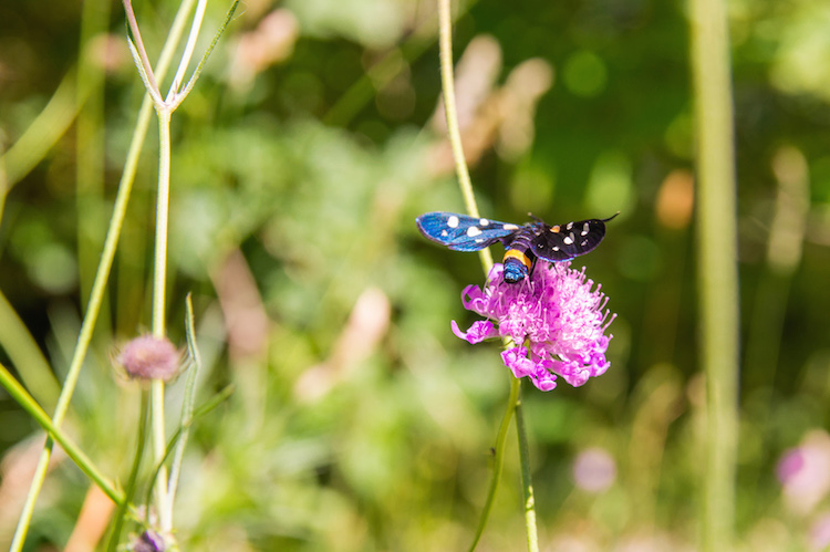 natuur in Monte Cucco umbrie