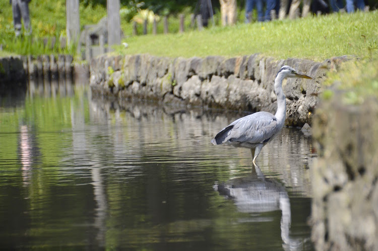 natuur in tokyo vogels