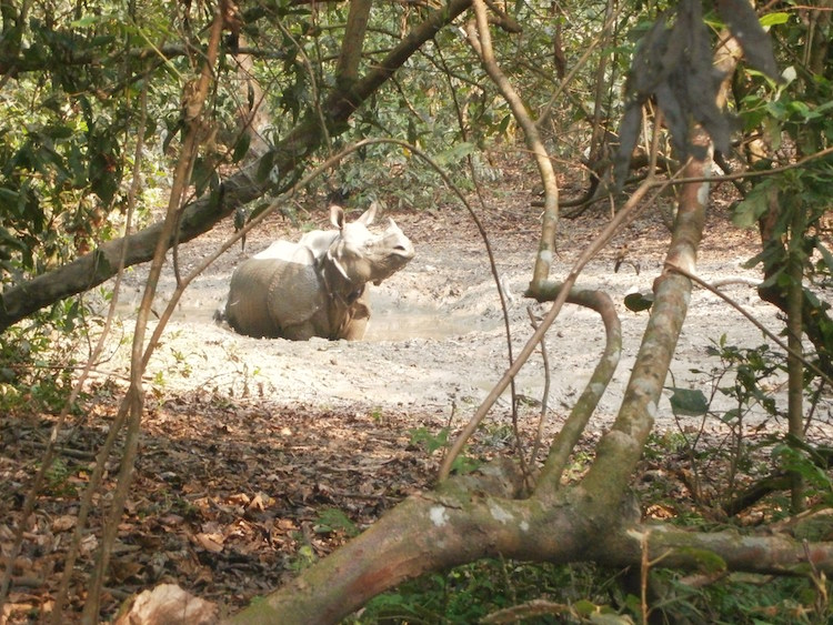  neushoorn-in-Chitwan-National-Park-nepal