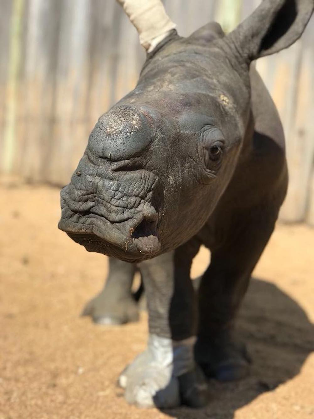 neushoorn in zuid afrika