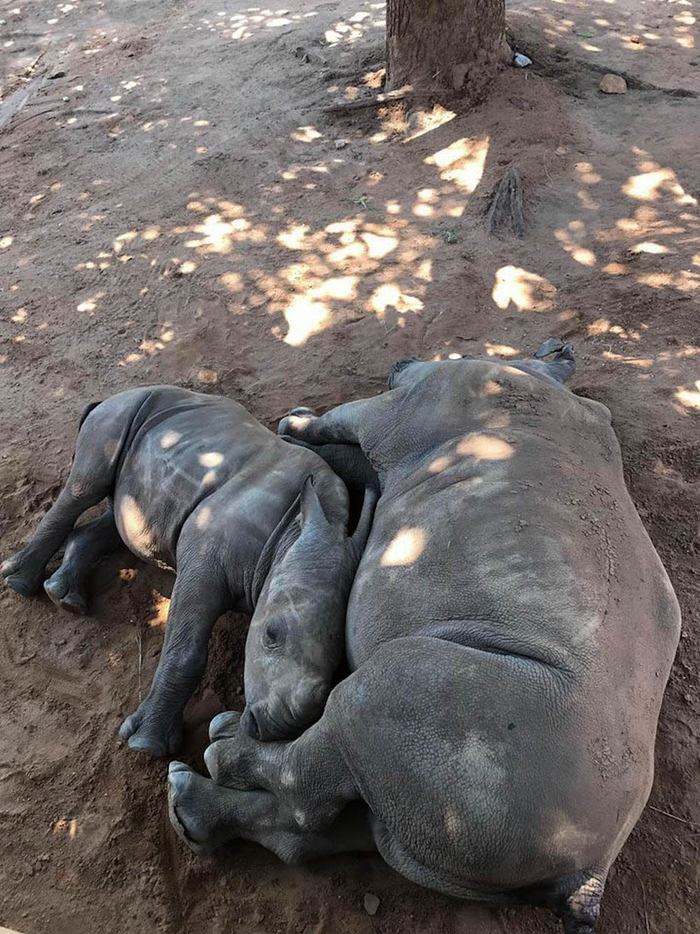 neushoorn zuid afrika