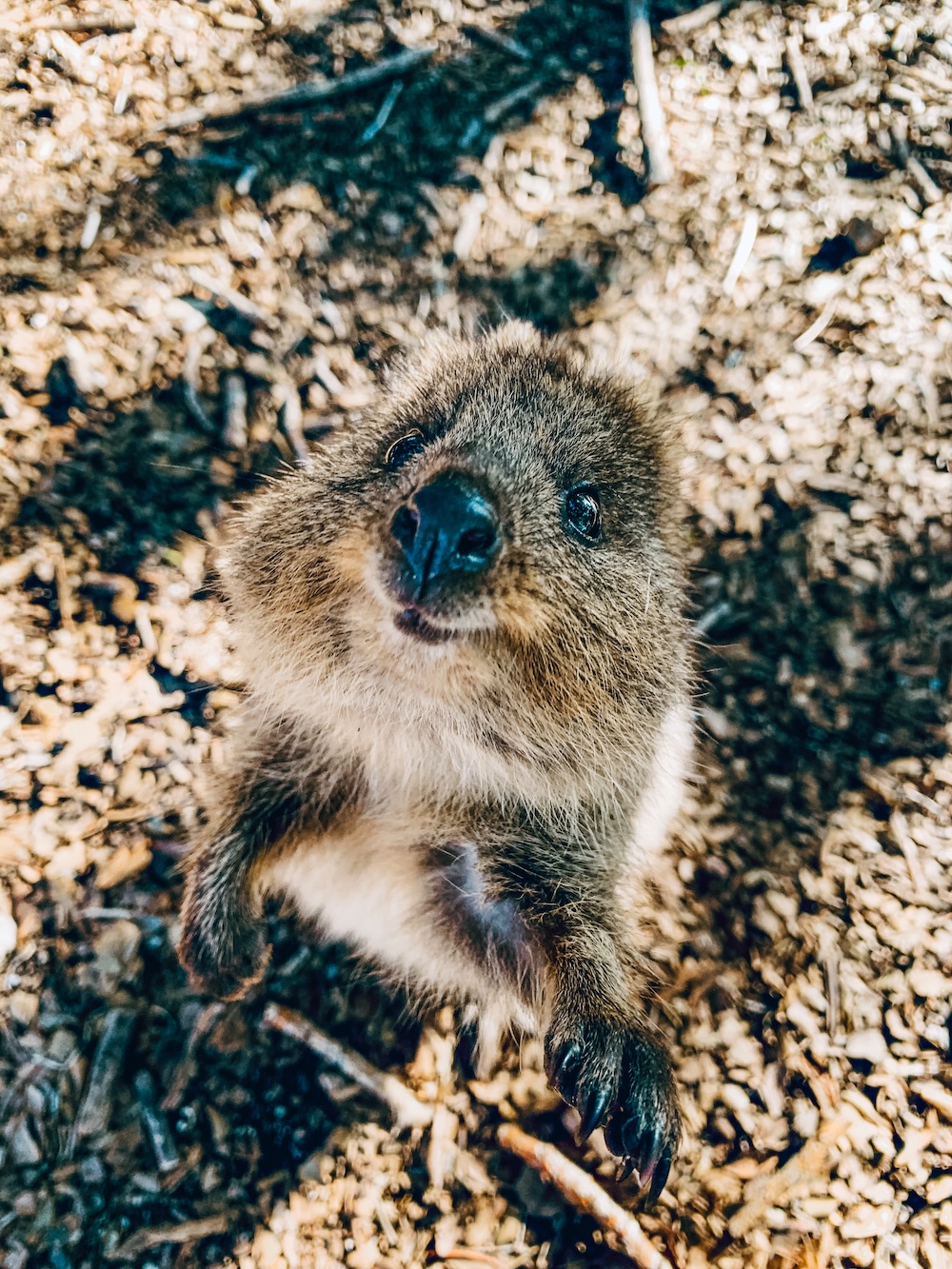 nieuwsgierige quokka