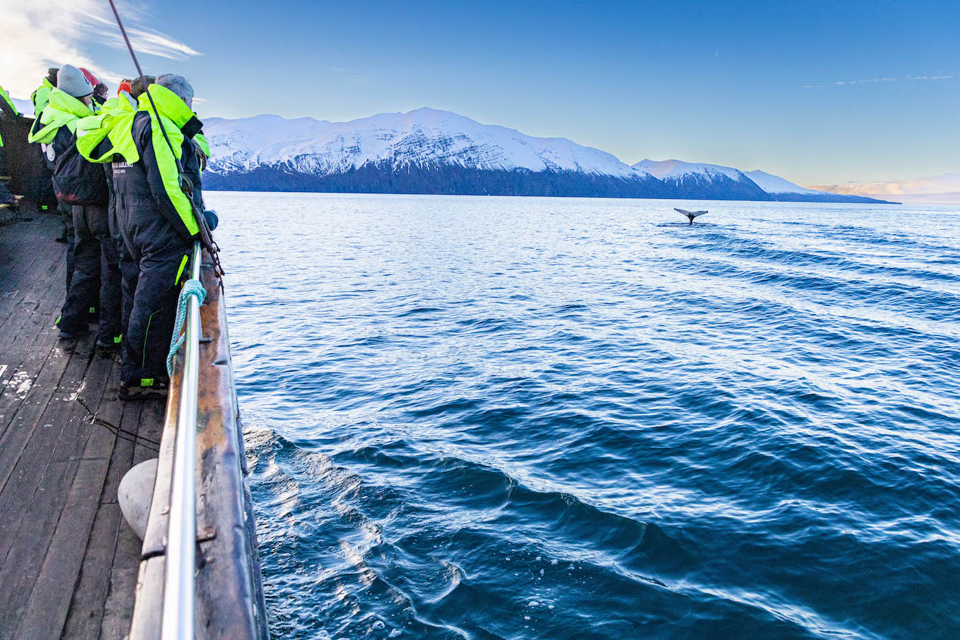 noord ijsland Whale Watching