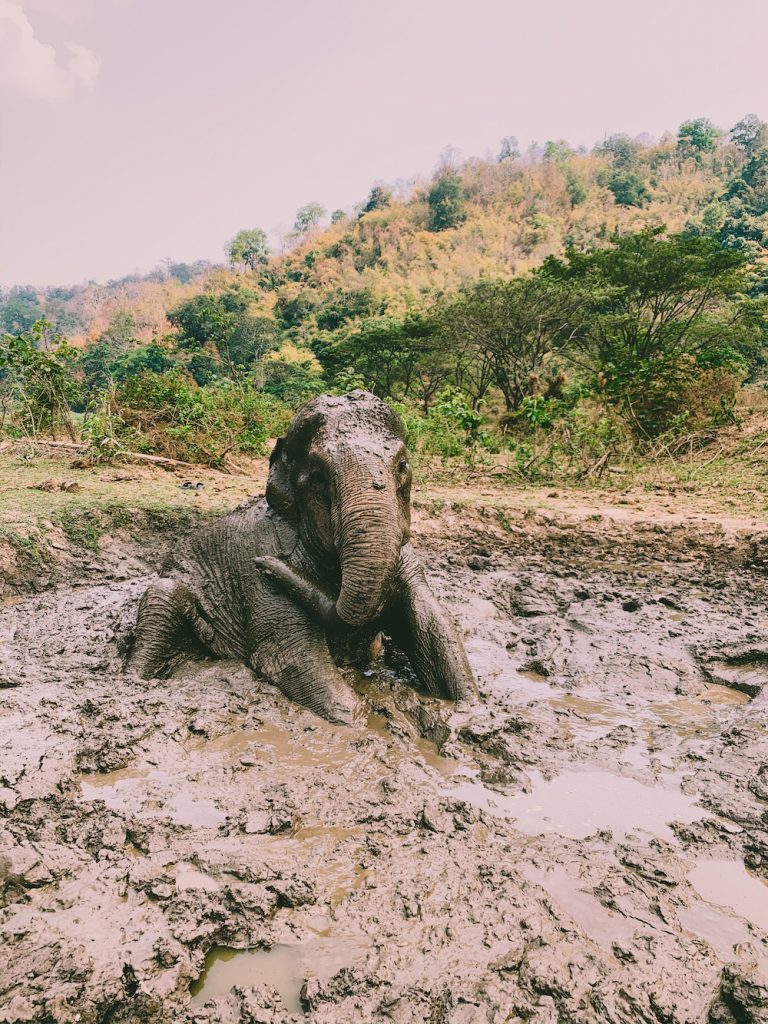 noord thailand olifant