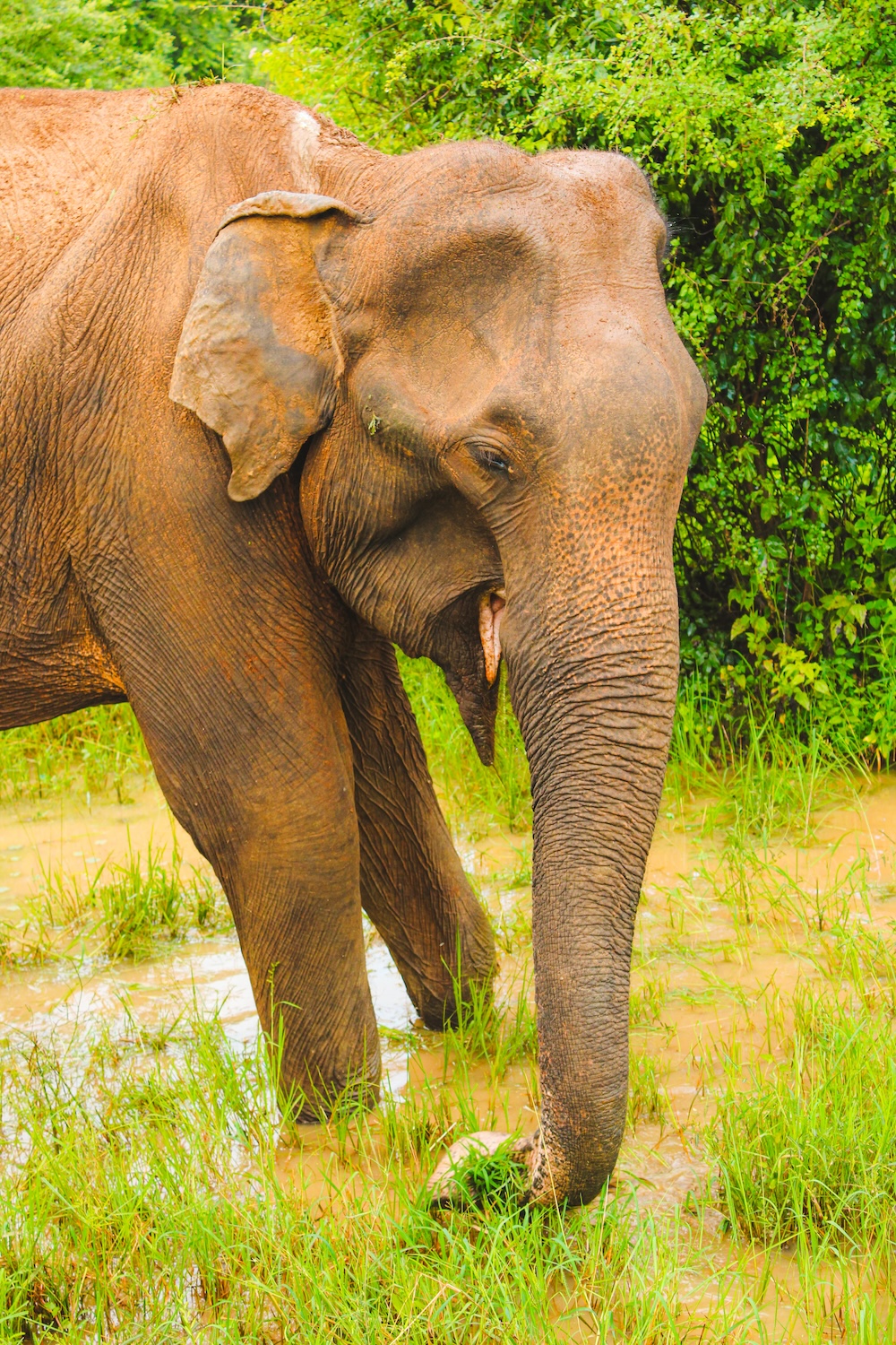 olifant Udawalawe national park