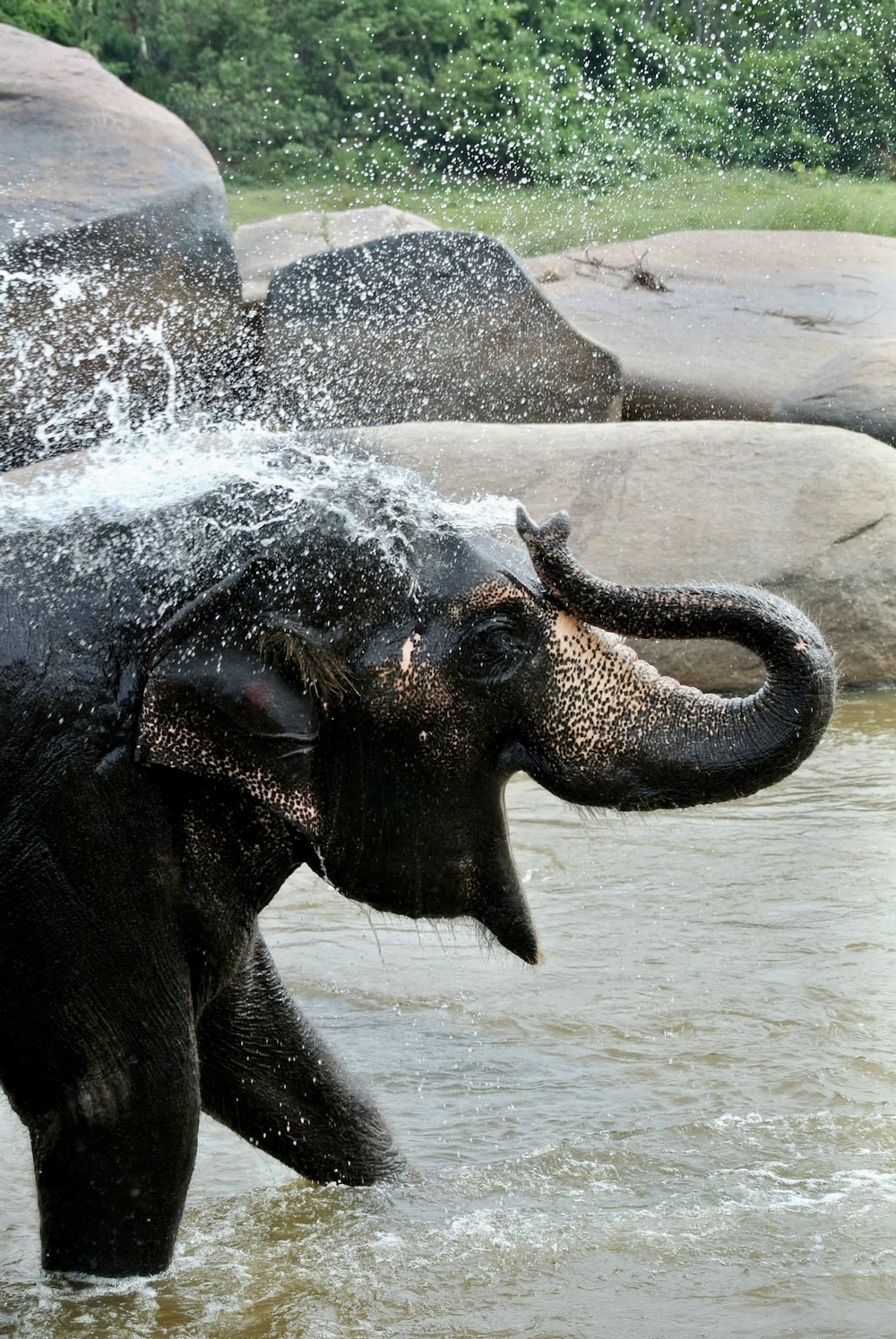 olifant in Bandipur National Park