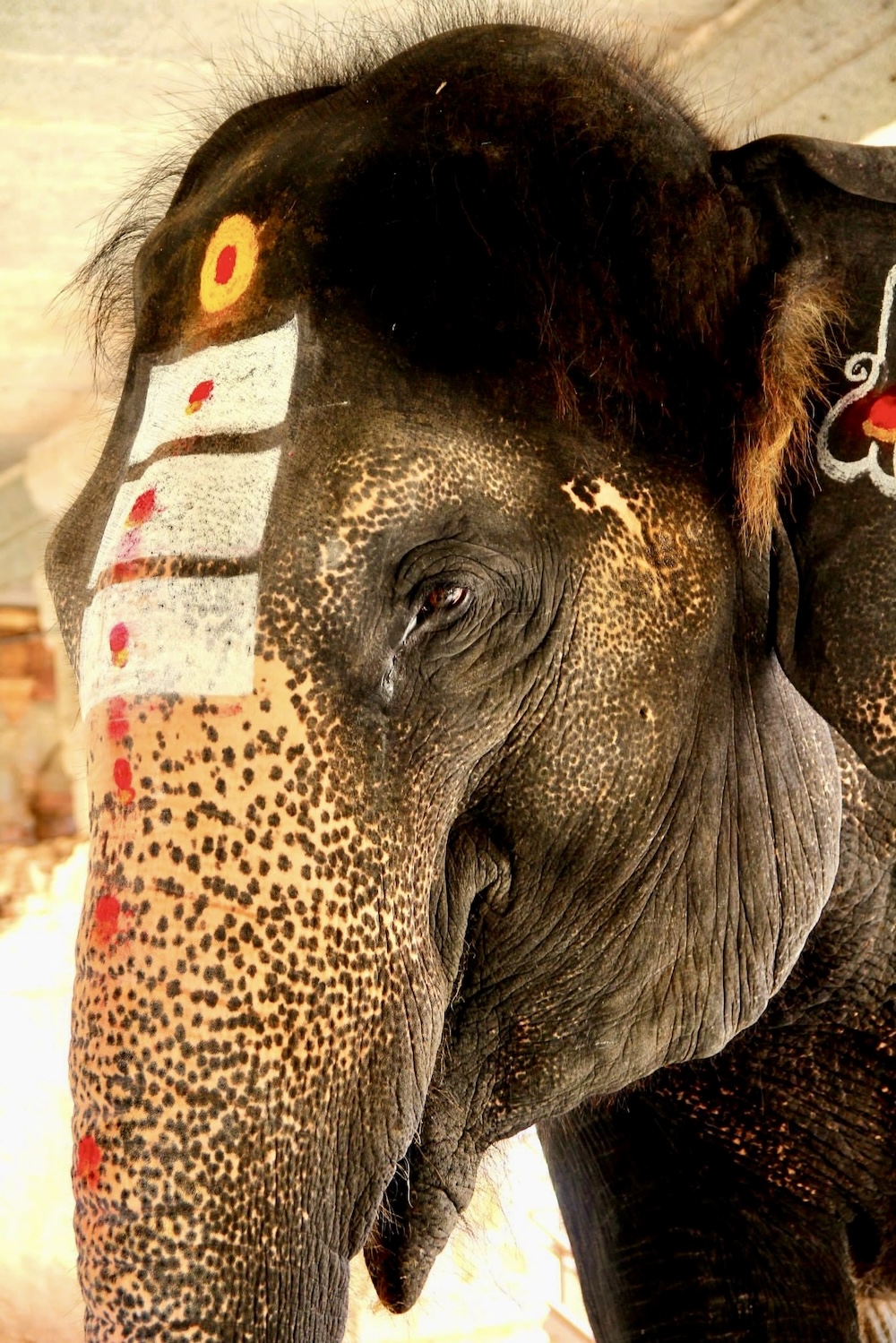 olifant in India