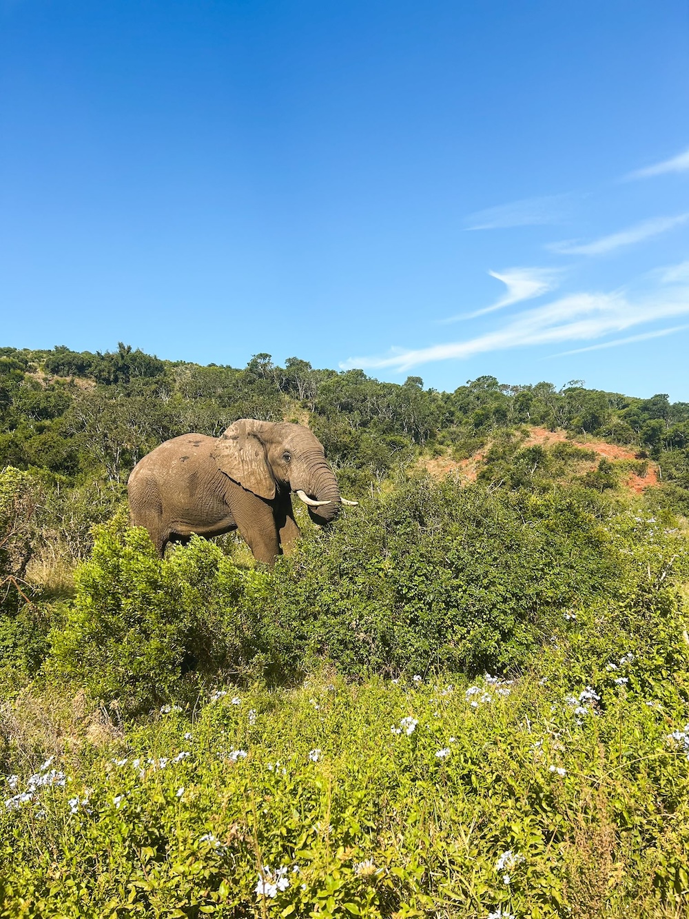 olifant in de struikjes