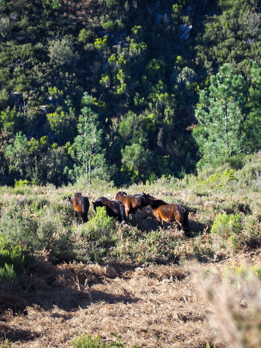 paarden Nationaal park Peneda Gerês