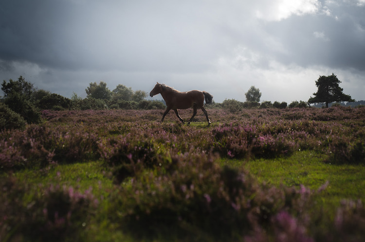 paarden engelse zuidkust