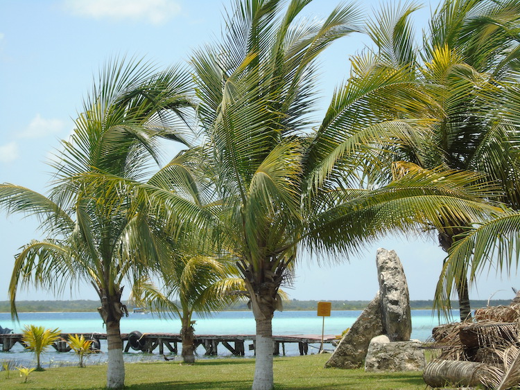 palmbomen Laguna Bacalar Mexico