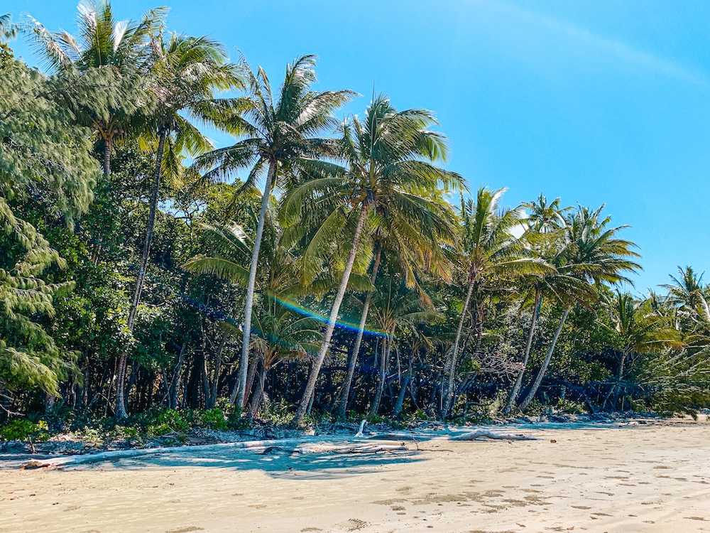 palmbomen, australie oostkust