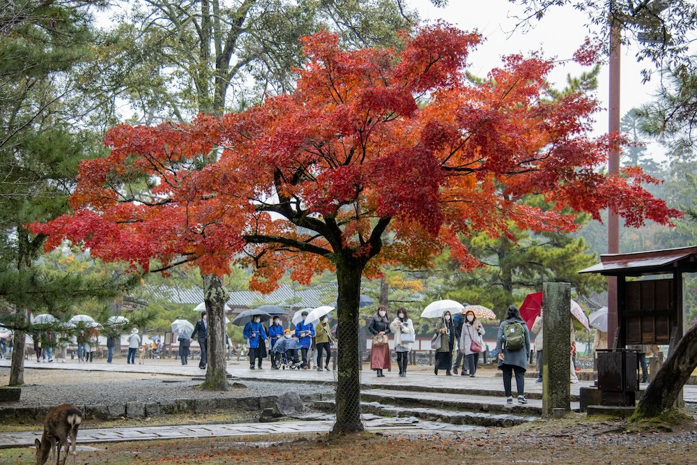 park in Nara, Japan