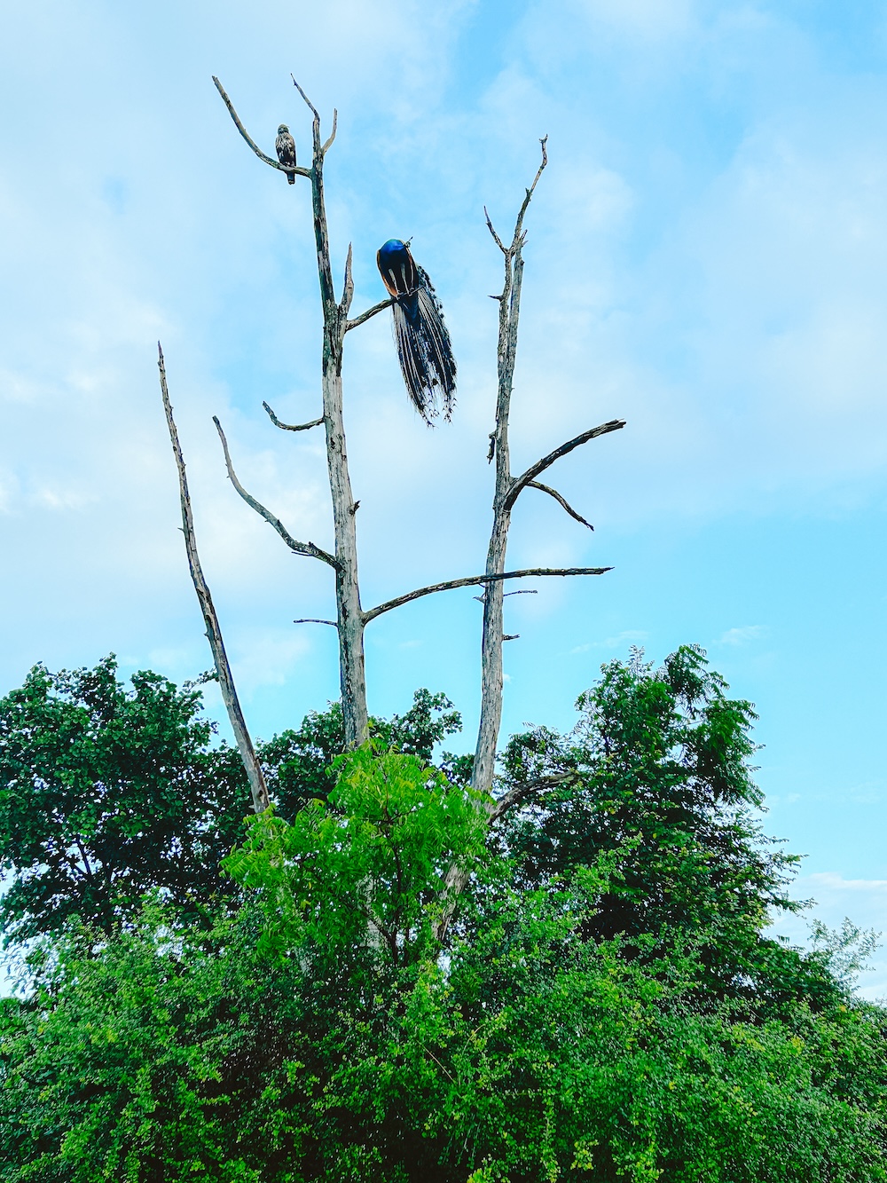 pauw in Udawalawe