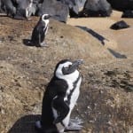 Penguins bij Boulder Beach