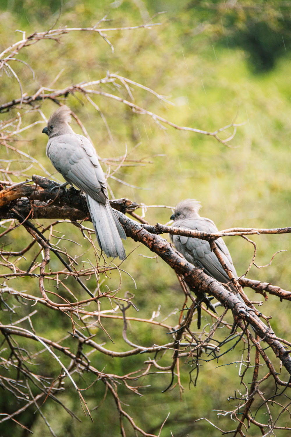 pilanesberg go away bird