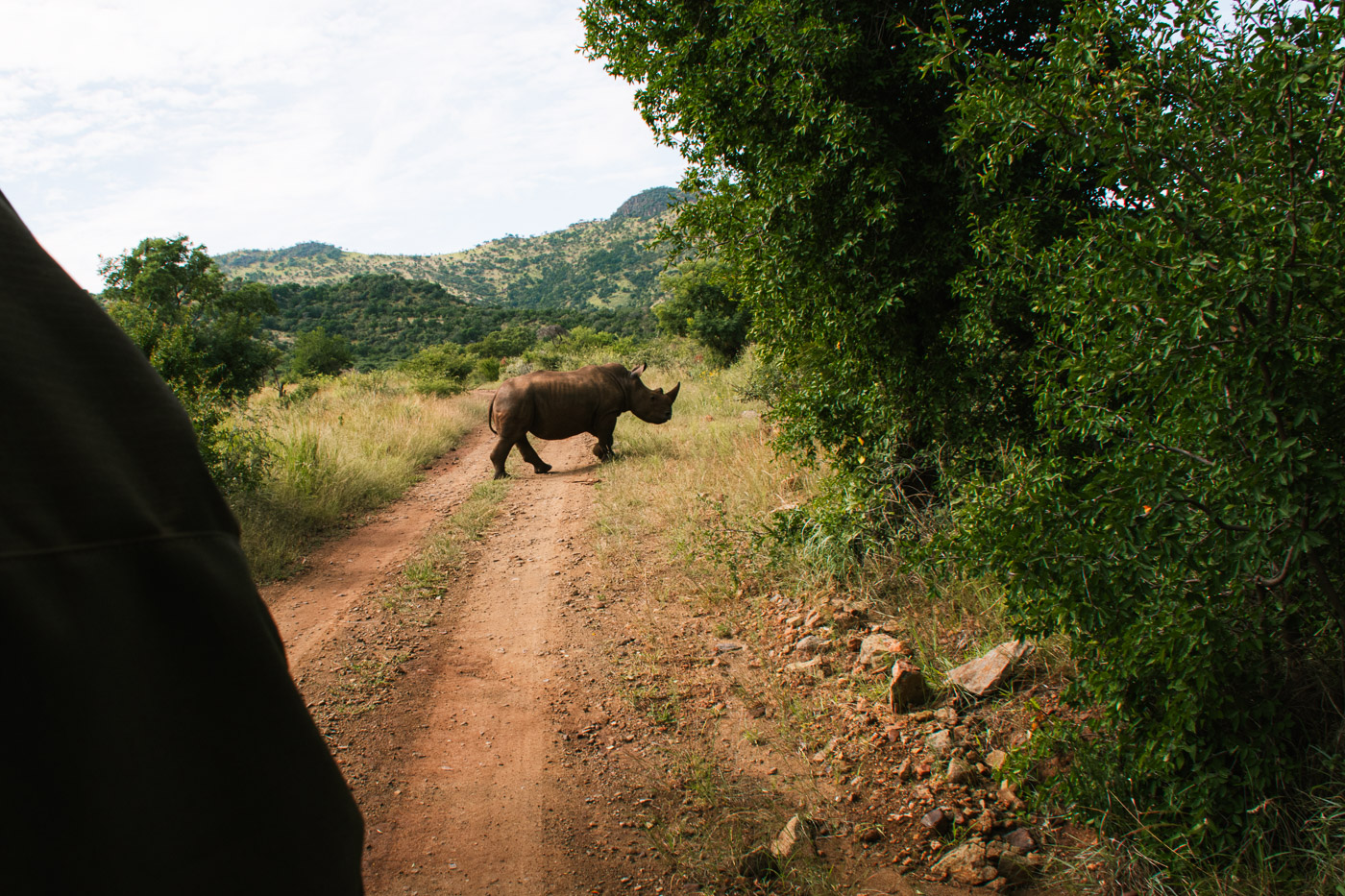 pilanesberg national park big five neushoorn safari