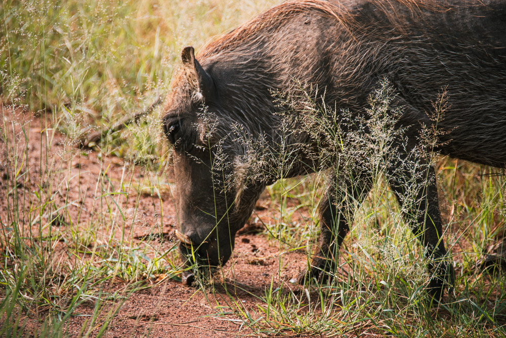 pilanesberg national park safari dieren poemba