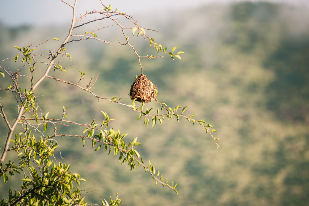 pilanesberg national park vogelnestje