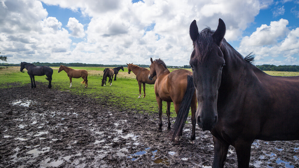 pipowagen voorschoten paarden