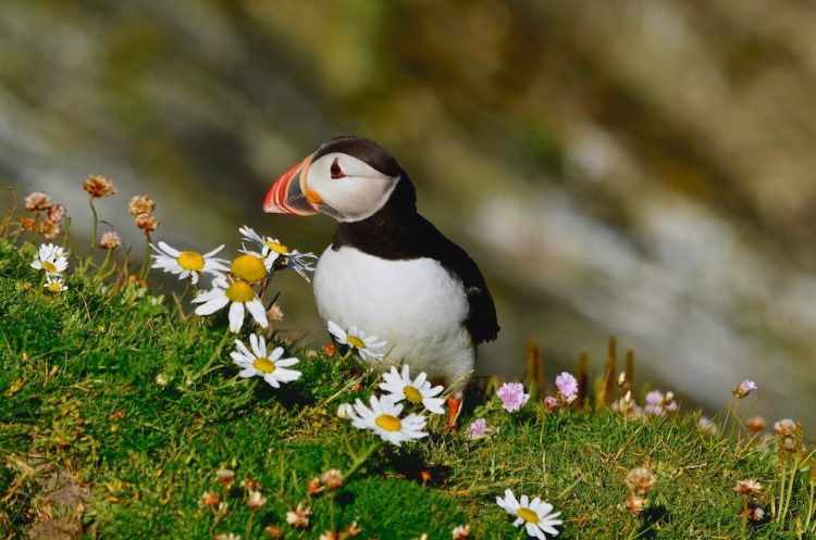 puffins Papegaaiduiker