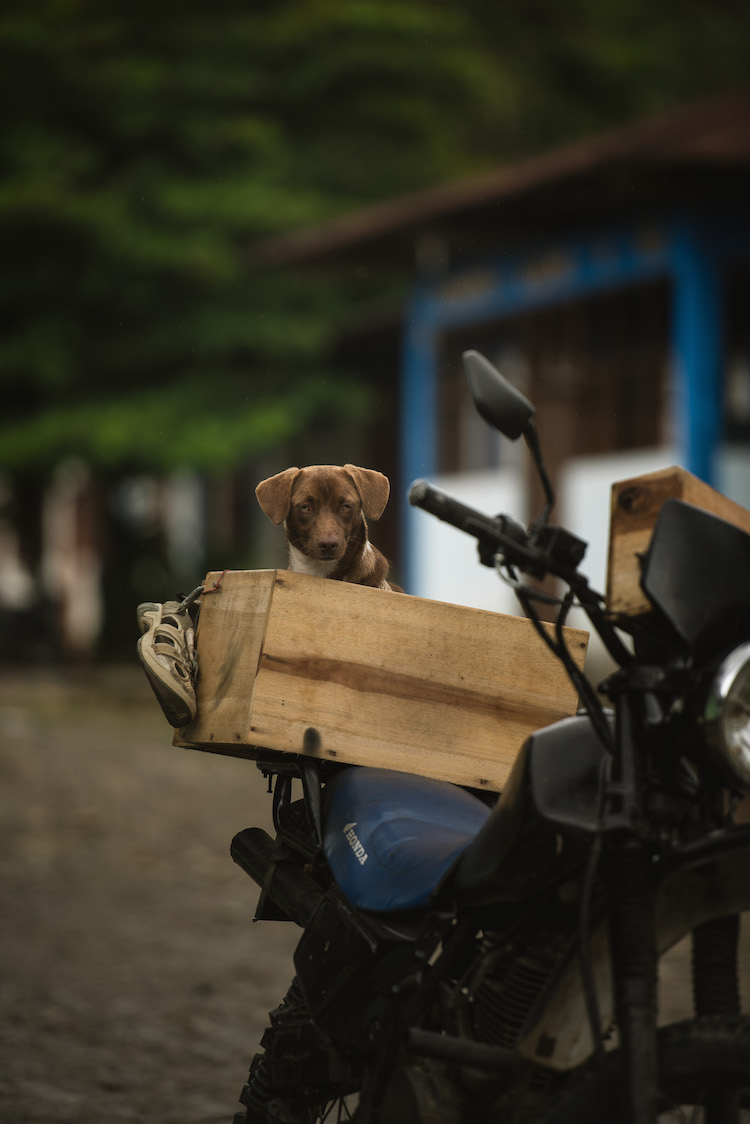 puppy jungle peru