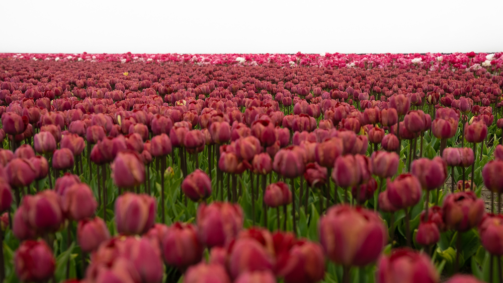 purple tulips