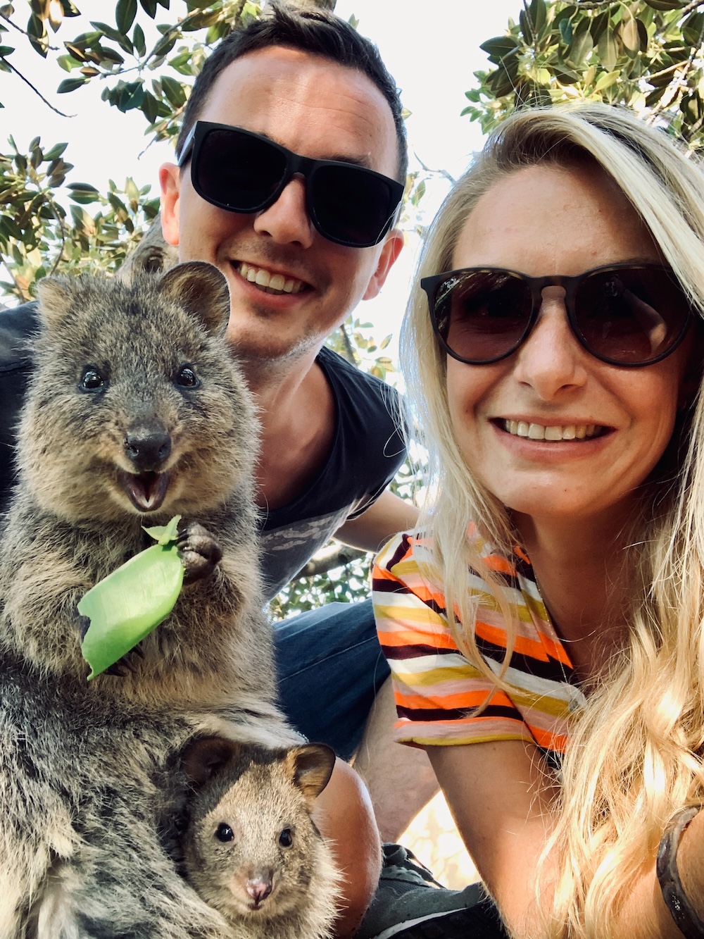 quokka met baby