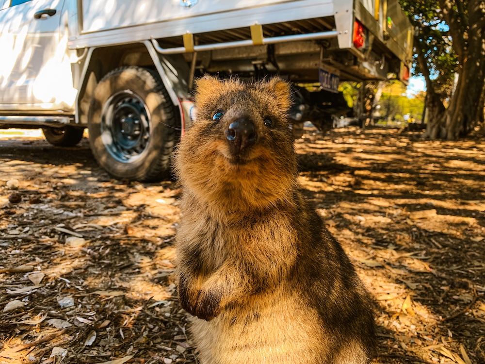 quokka op rottnest island