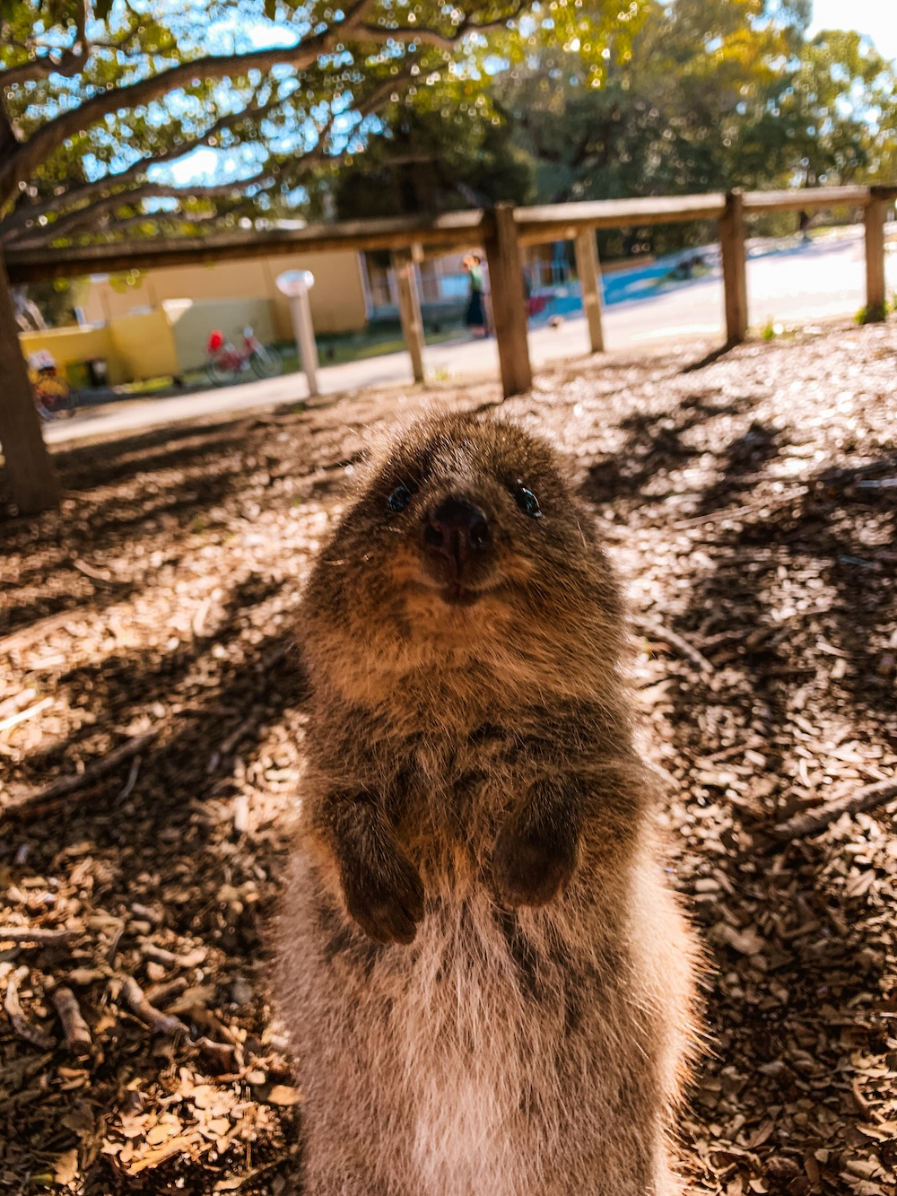 quokka