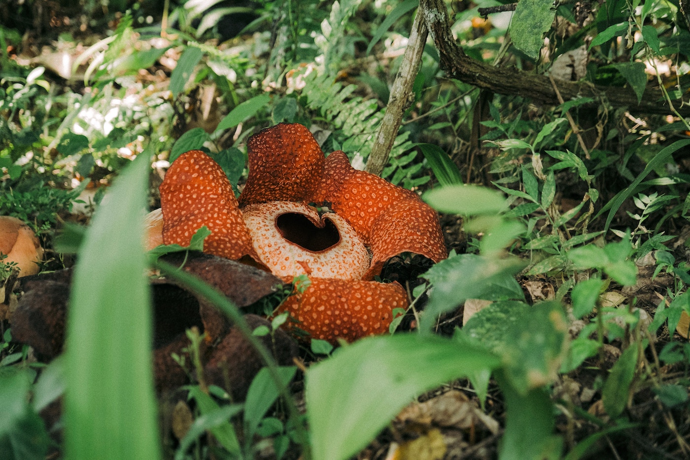 rafflesia grootste bloem ter wereld