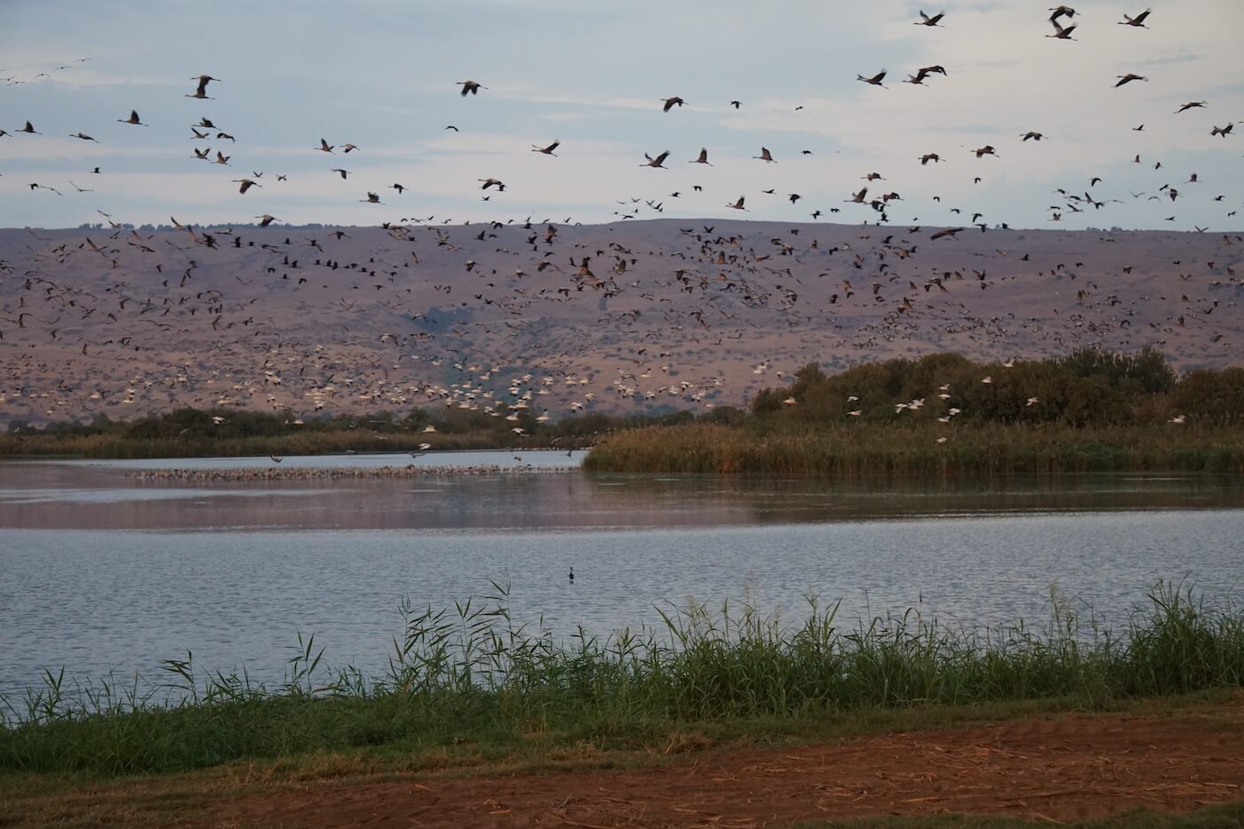 reis naar israel Vogelspotten