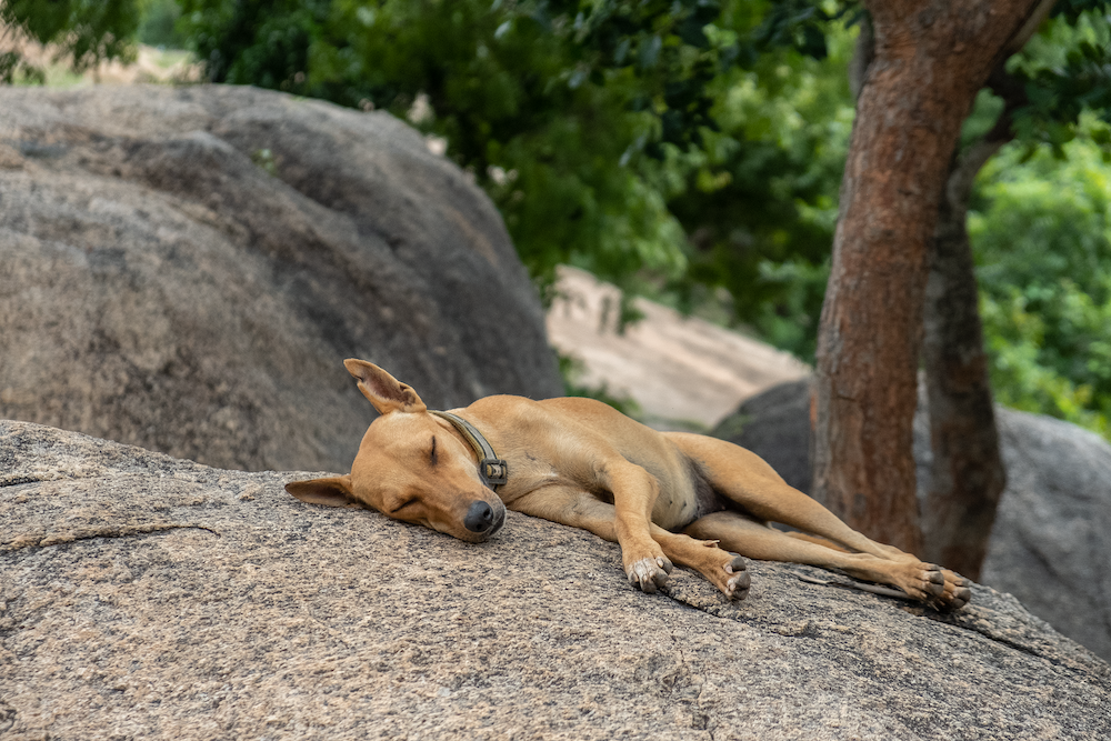 reisadvies india dieren veiligheid