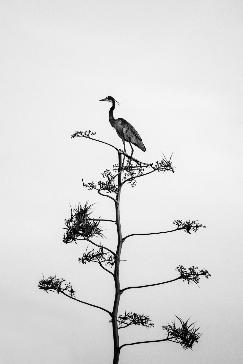 reizen naar rwanda vogels