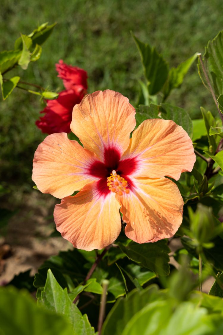 reizen naar senegal natuur