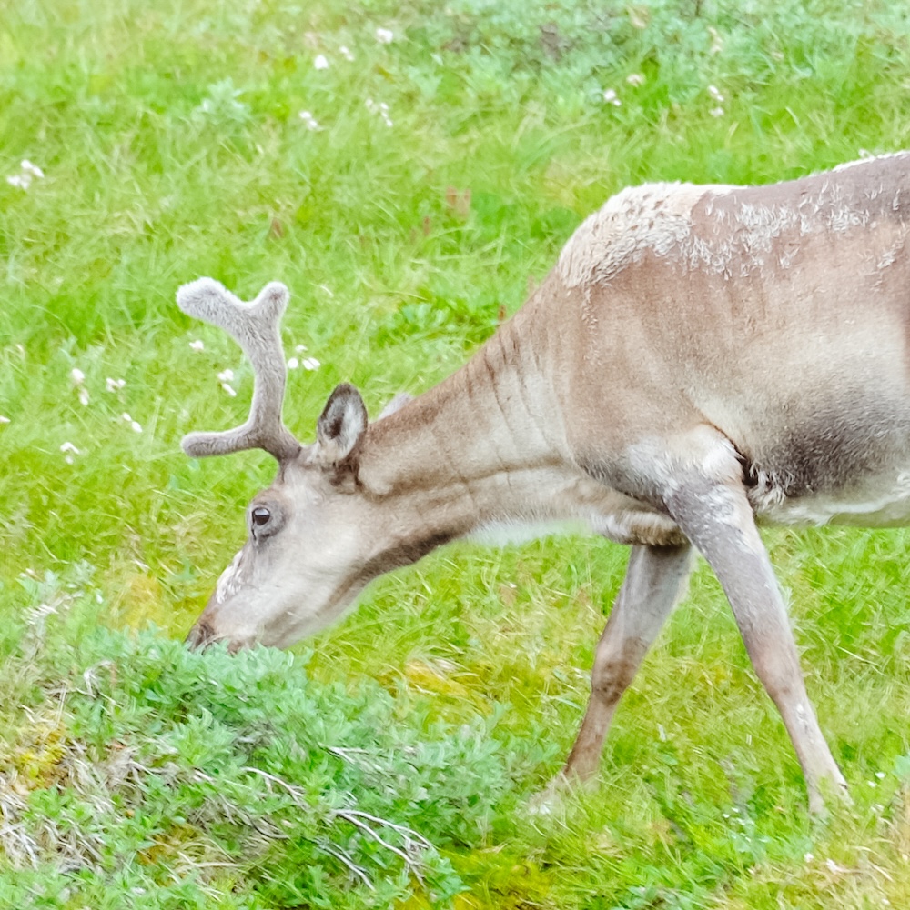 rendier, Kangerlussuaq