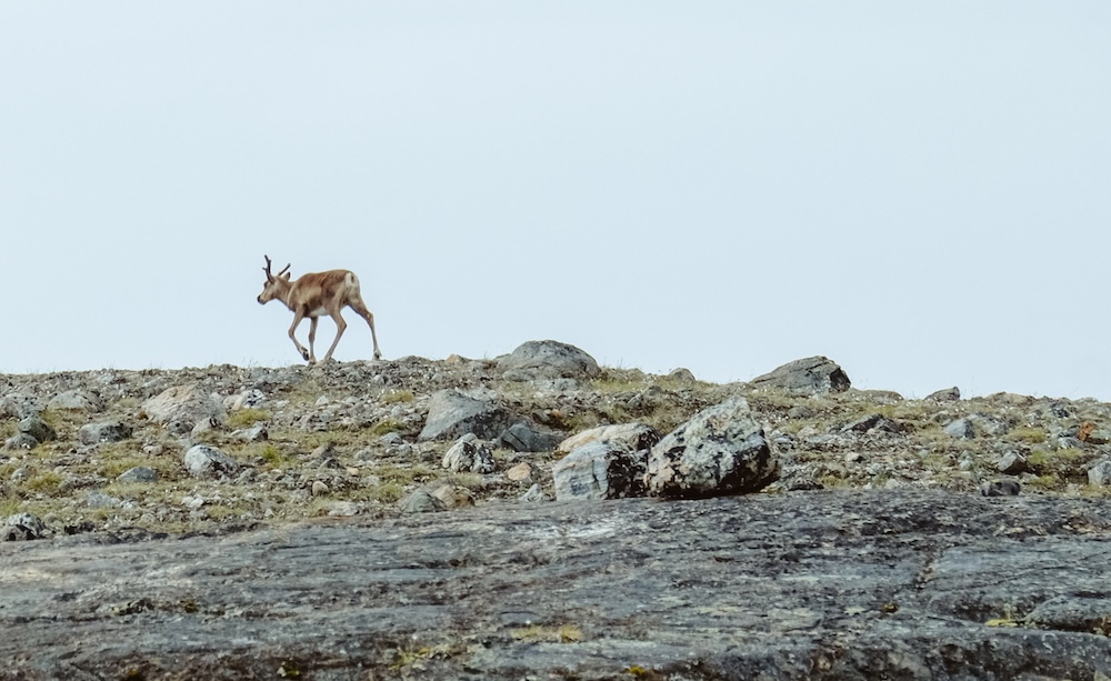 rendier in Kangerlussuaq