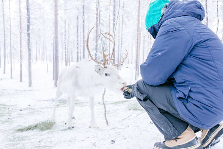 rendier lapland travel reis