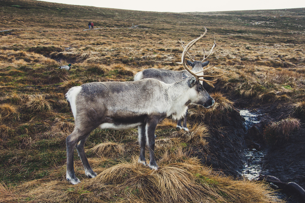 rendieren Cairngorms schotland