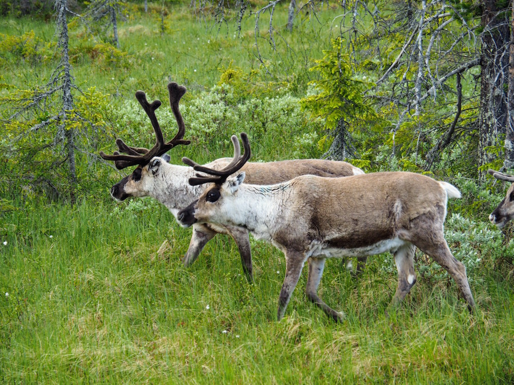 lapland zomer rendieren