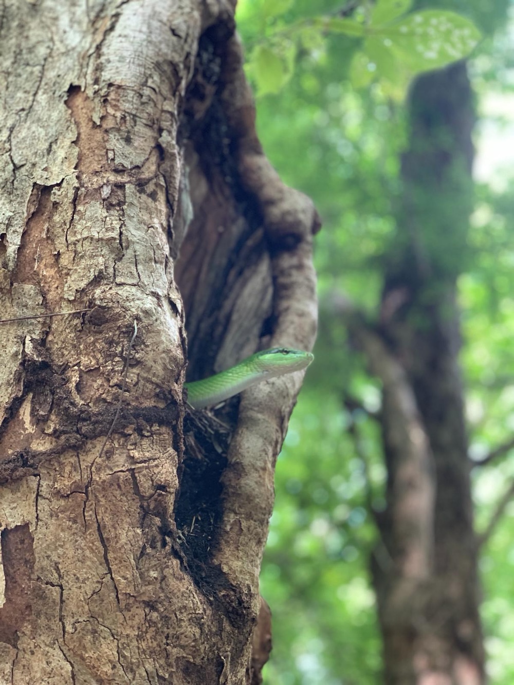 reptiel in de boom