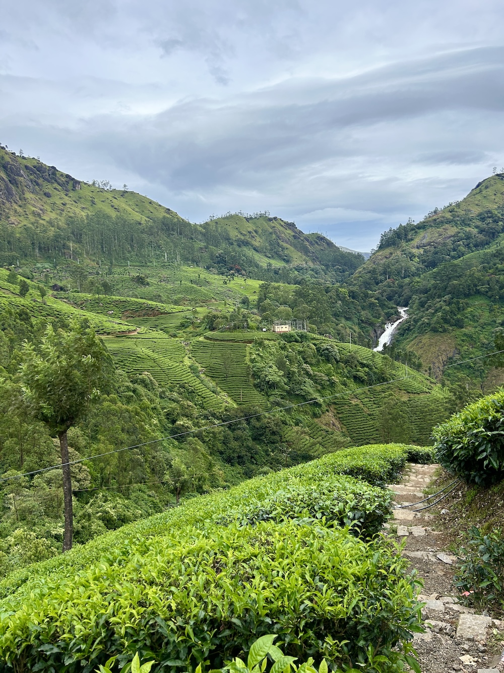 rijstvelden Munnar