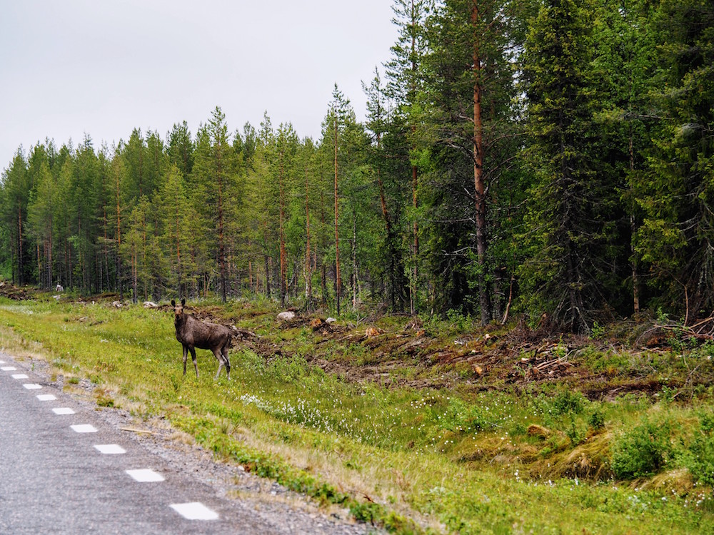 roadtrip eland lapland zomer