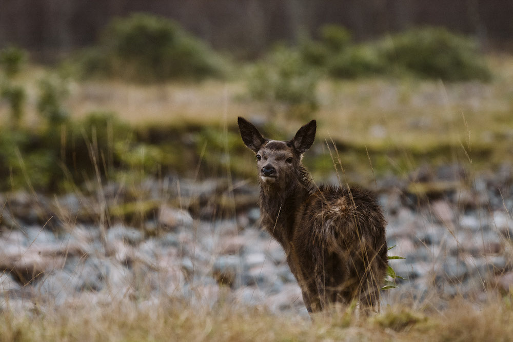 roadtrip schotland dieren