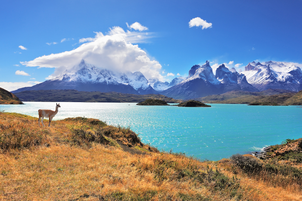 rondreis-chili-route-Guanaco_Torres_del_Paine