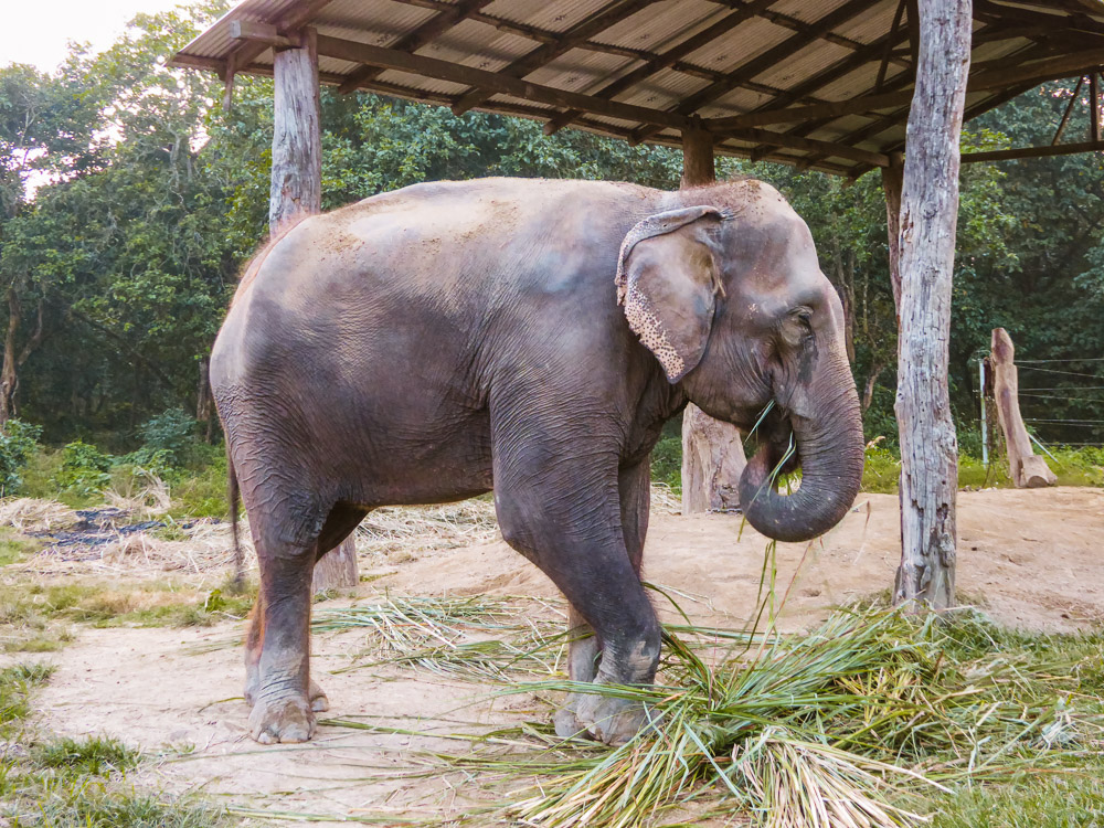 rondreis nepal Chitwan National park_