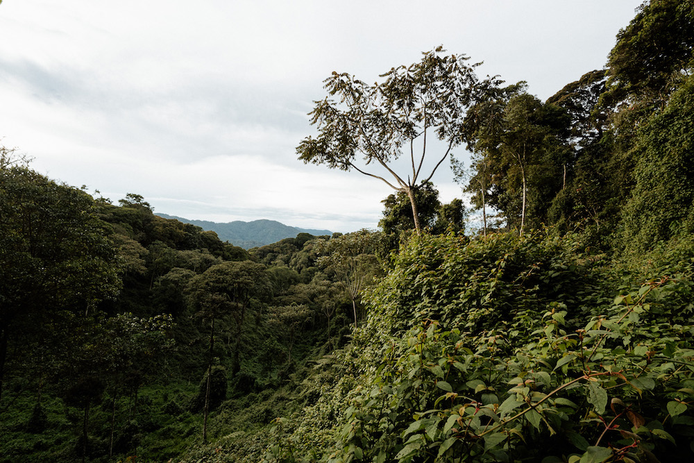 rwanda Nyungwe