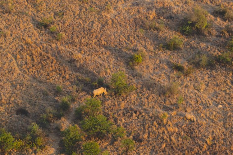 safari johannesburg omgeving Luchtballonvaart Pilanesberg