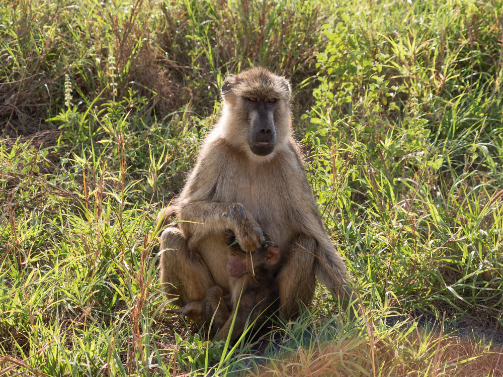 safari-kenia-bamboom