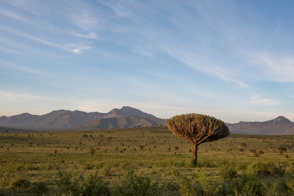 safari kenia salt lick lodge zonsondergang